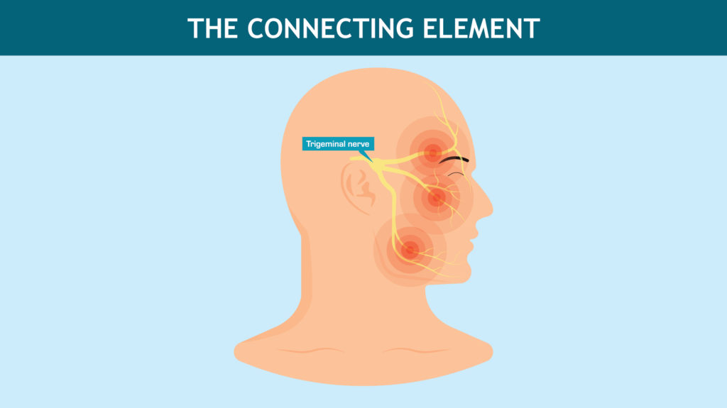 The connecting element - Trigeminal nerve